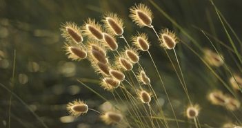 fototapety na wymiar