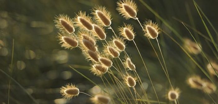 fototapety na wymiar